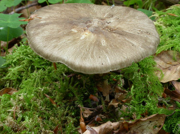 Megacollybia platyphylla Bild 1
