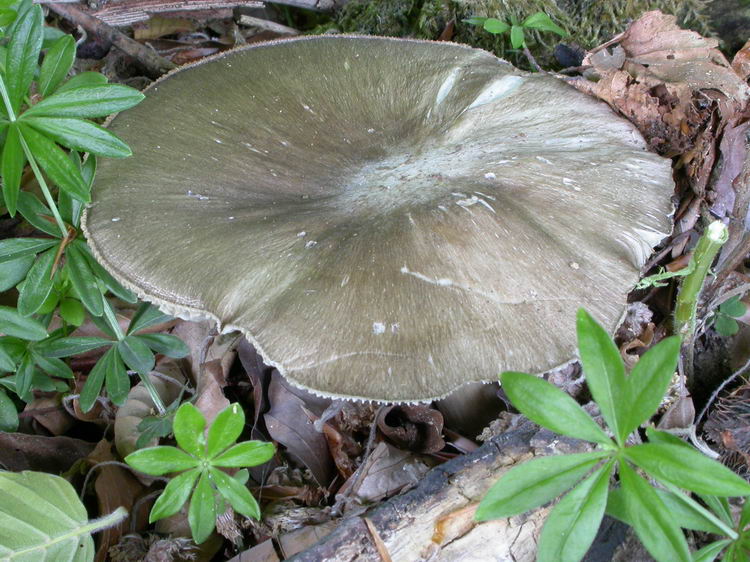 Megacollybia platyphylla Bild 3