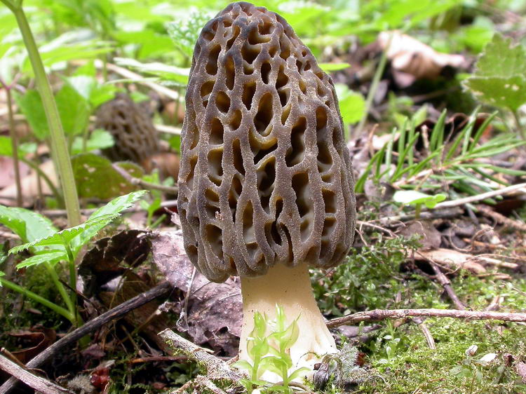 Morchella conica Bild 1