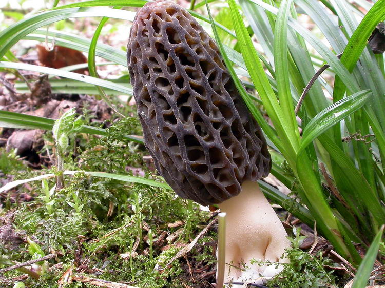 Morchella conica Bild 2