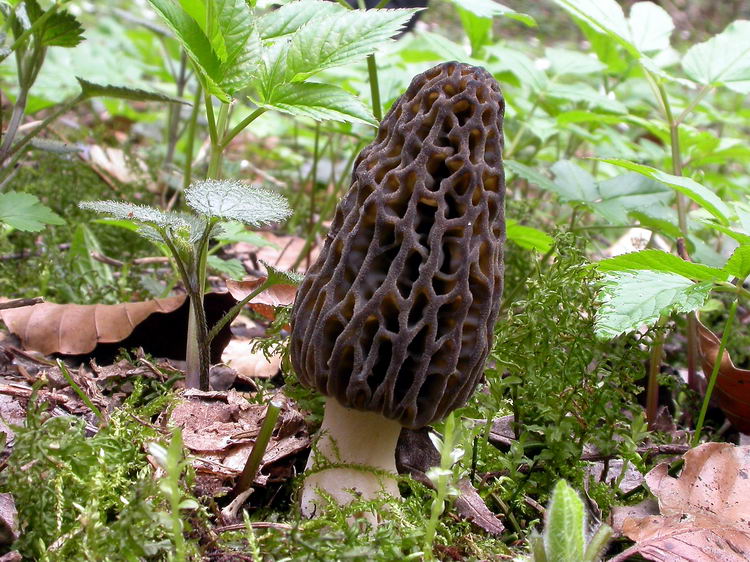 Morchella conica Bild 1