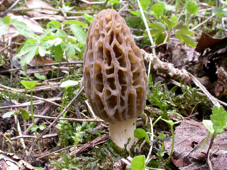 Morchella conica Bild 4