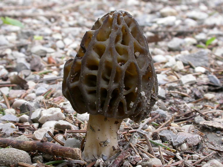 Morchella conica Bild 5