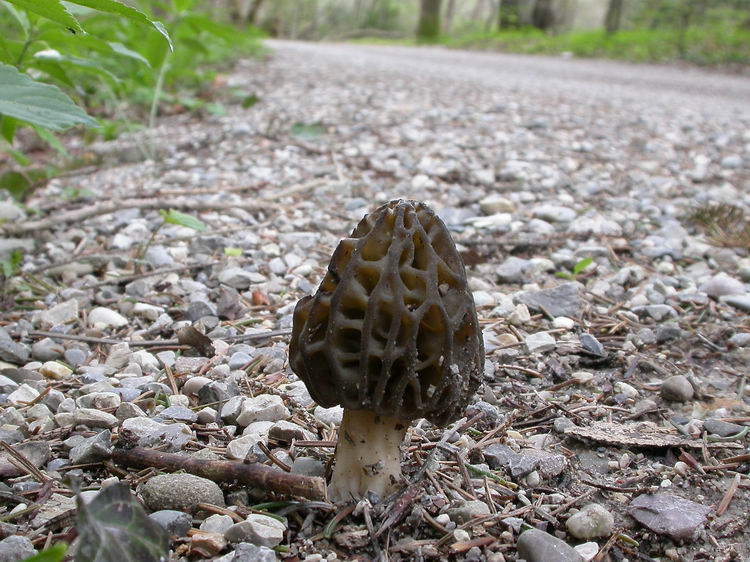 Morchella conica Bild 6