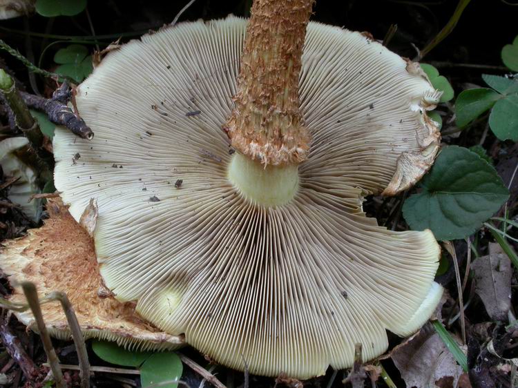 Pholiota squarrosa Bild 7