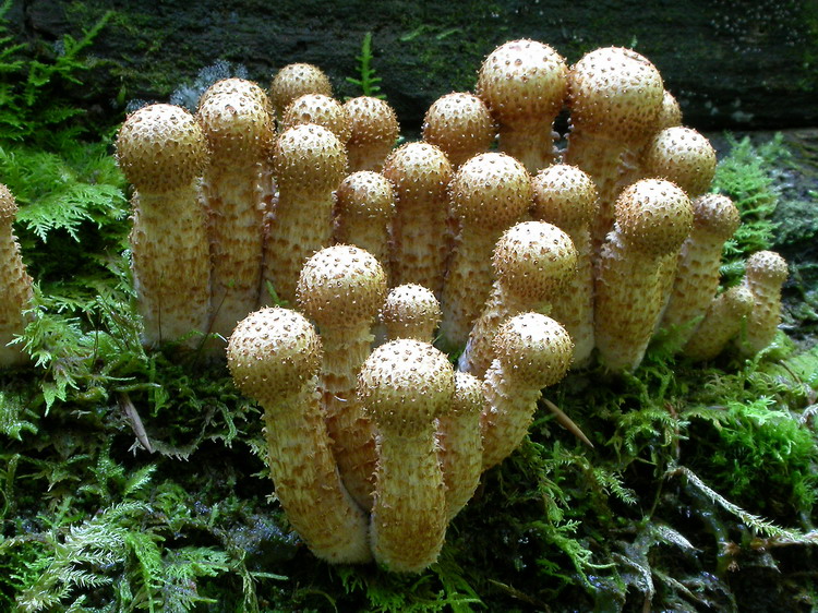 Pholiota squarrosa Bild 8