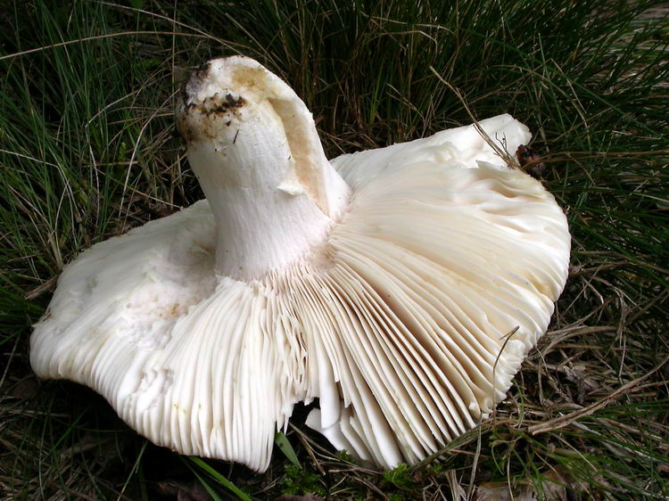 russula virescens Bild 5