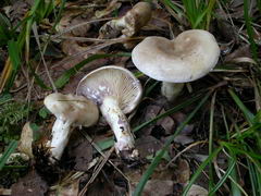 ../thumbnails/lactarius-uvidus-001.JPG