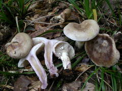 ../thumbnails/lactarius-uvidus-002.JPG