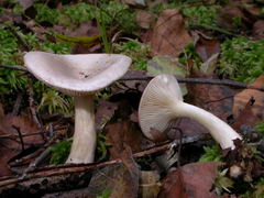 ../thumbnails/lactarius-uvidus-003.JPG