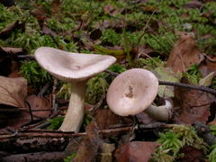 ../thumbnails/lactarius-uvidus-004.JPG