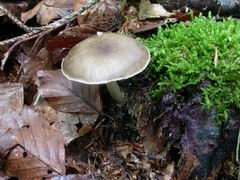 pluteus-cervinus-001.JPG