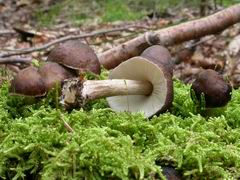 pluteus-cervinus-006.JPG