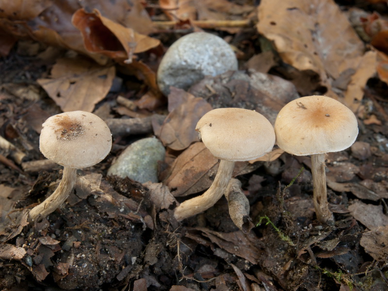 Hebeloma dunense L. Corb. & R. Heim 