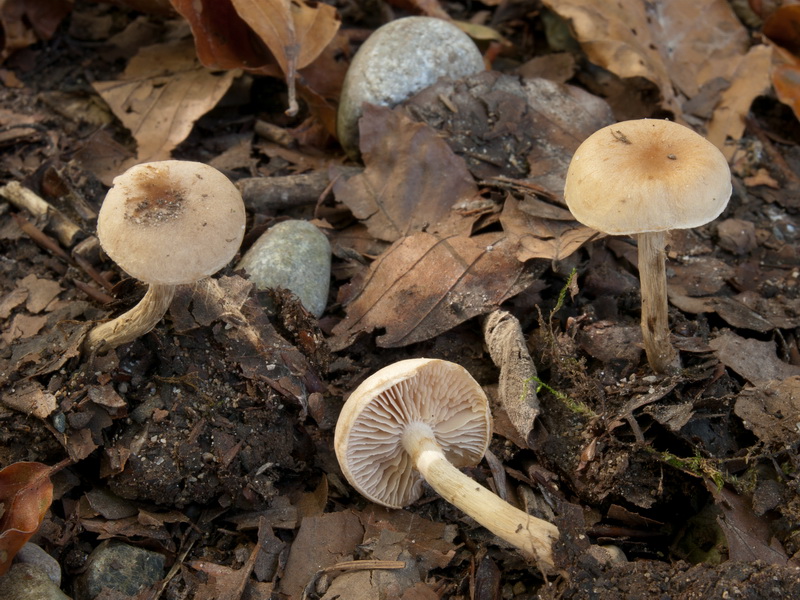 Hebeloma dunense L. Corb. & R. Heim 