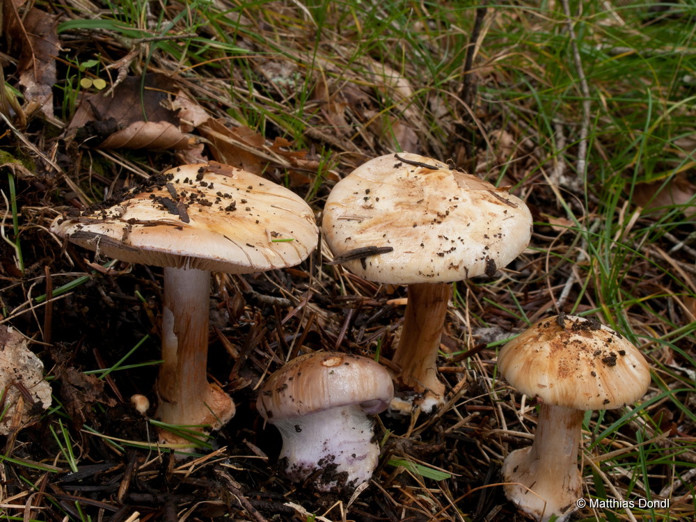 Foto Nr. 13