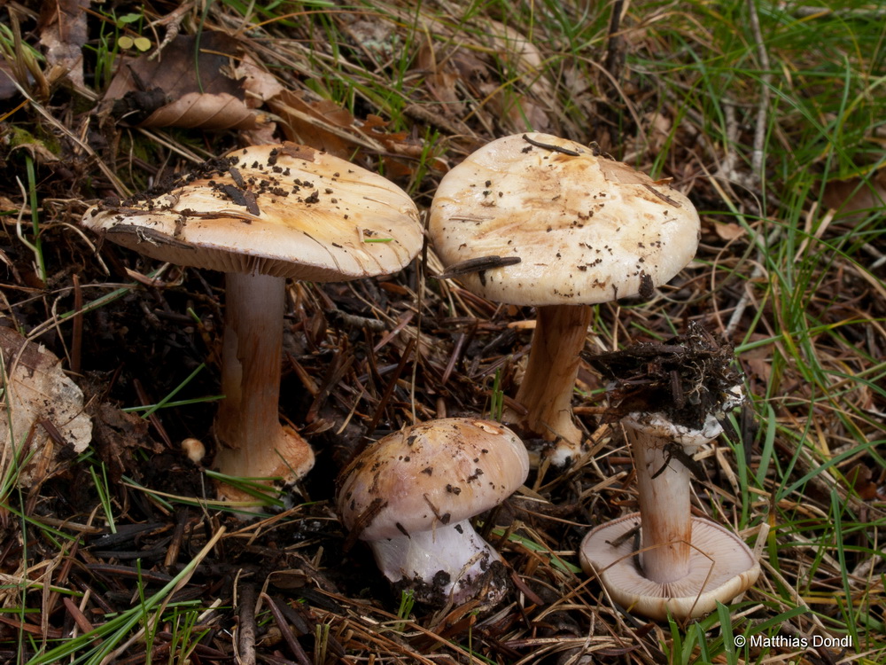 Foto Nr. 14