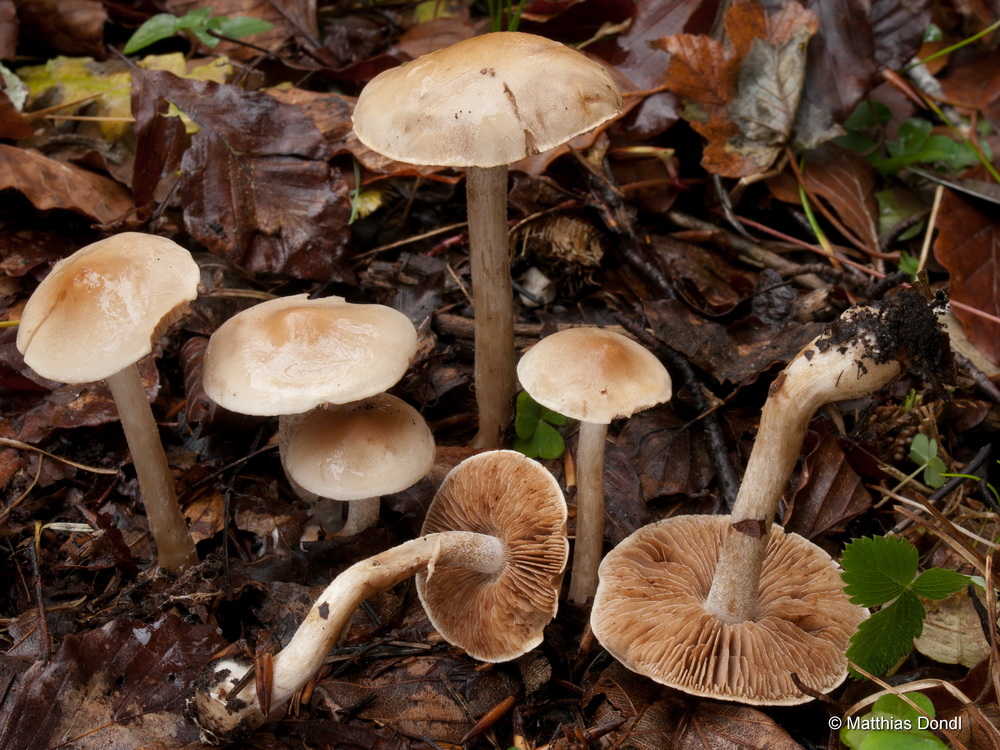 Hebeloma cf. celatum Grilli, U. Eberh. & Beker