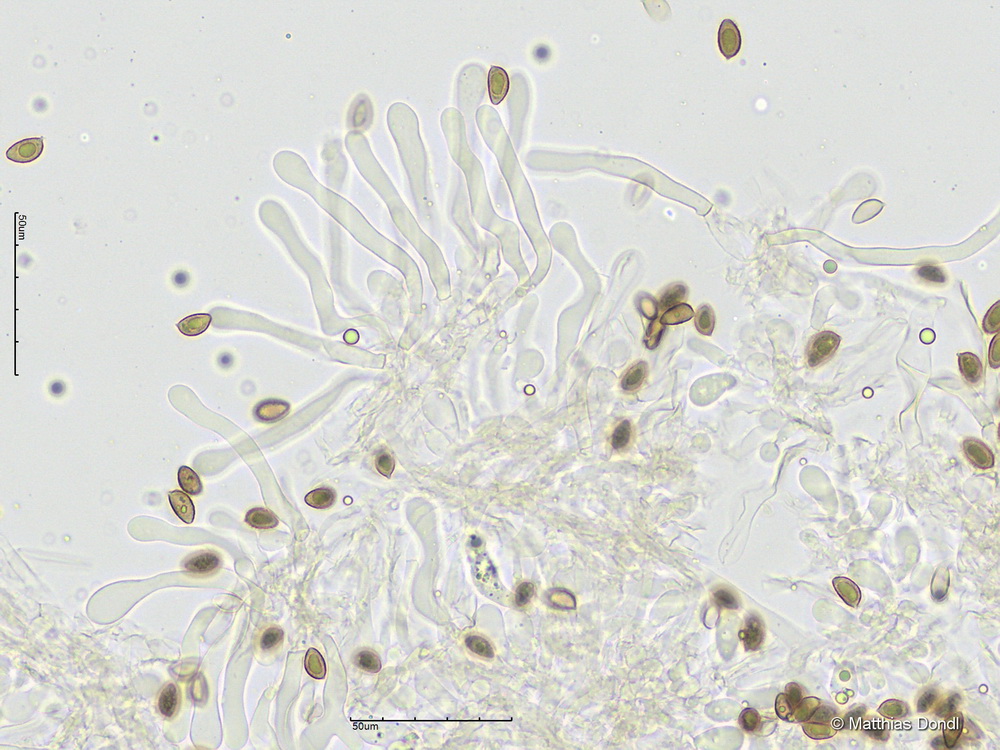 Hebeloma cf. celatum Grilli, U. Eberh. & Beker