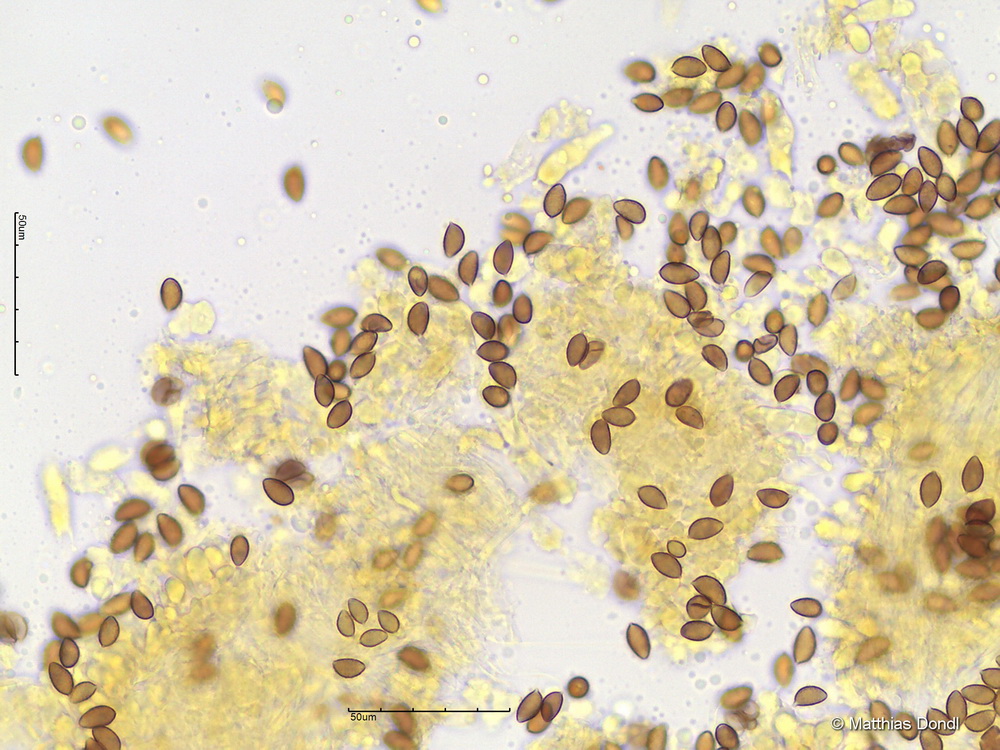 Hebeloma cf. celatum Grilli, U. Eberh. & Beker