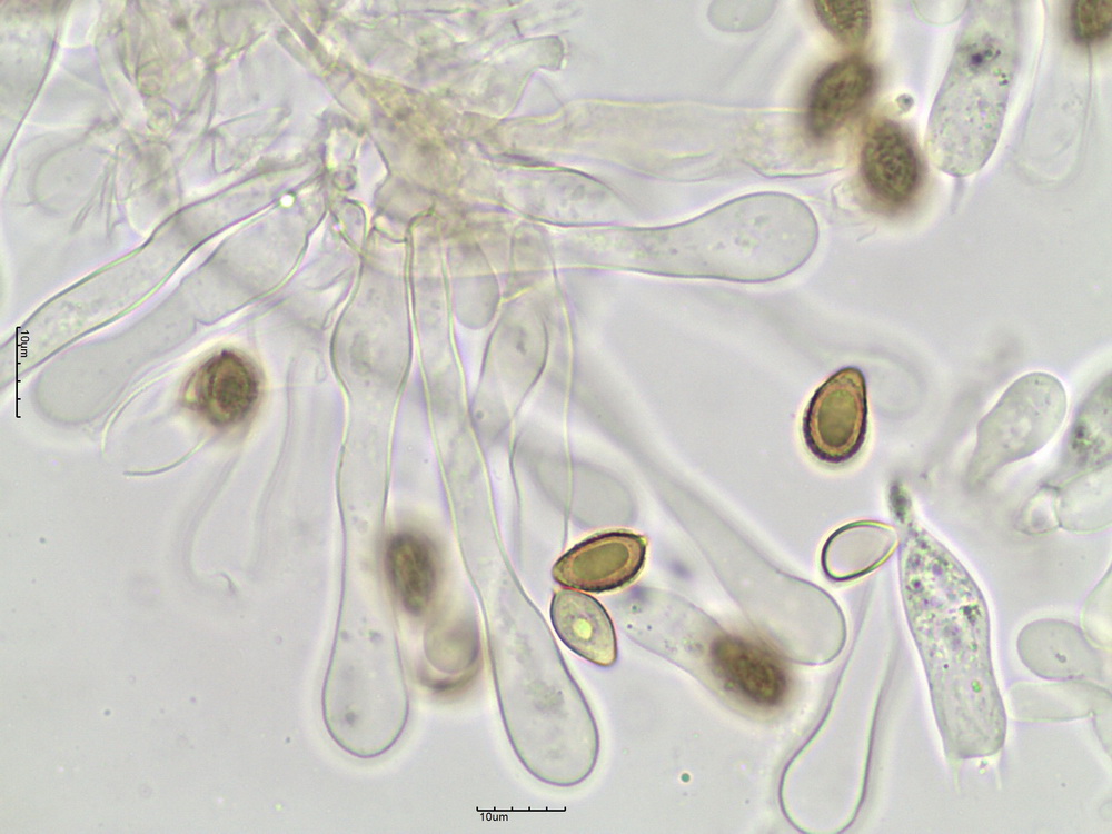 Hebeloma cf. celatum Grilli, U. Eberh. & Beker 