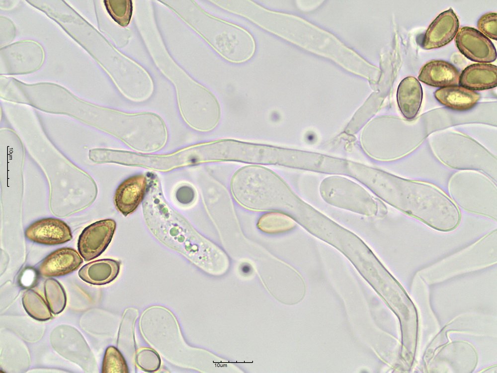 Hebeloma cf. celatum Grilli, U. Eberh. & Beker 