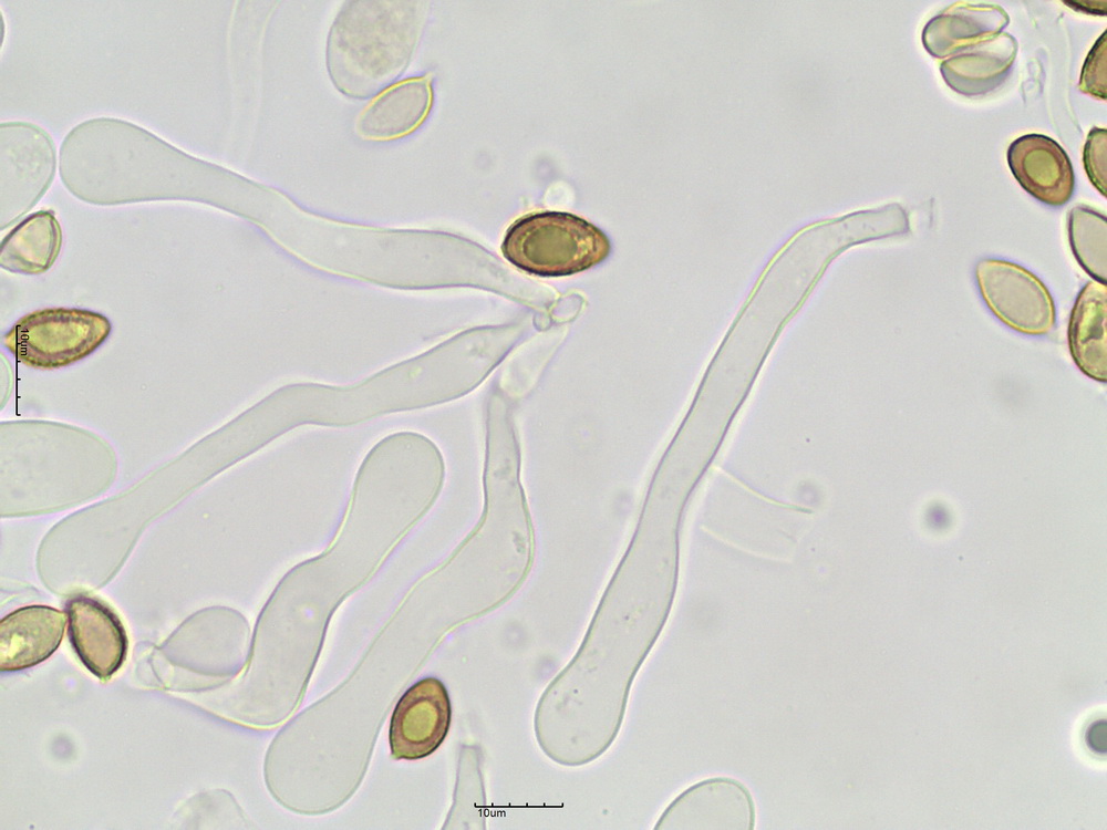 Hebeloma cf. celatum Grilli, U. Eberh. & Beker 