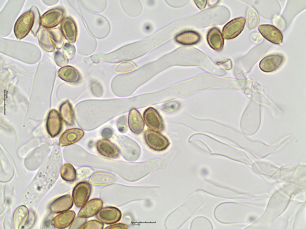 Hebeloma cf. celatum Grilli, U. Eberh. & Beker 