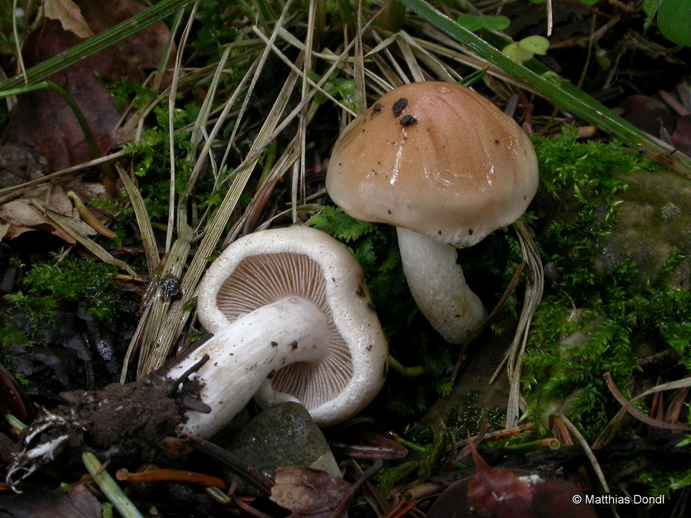 Hebeloma aestivale Vesterh.