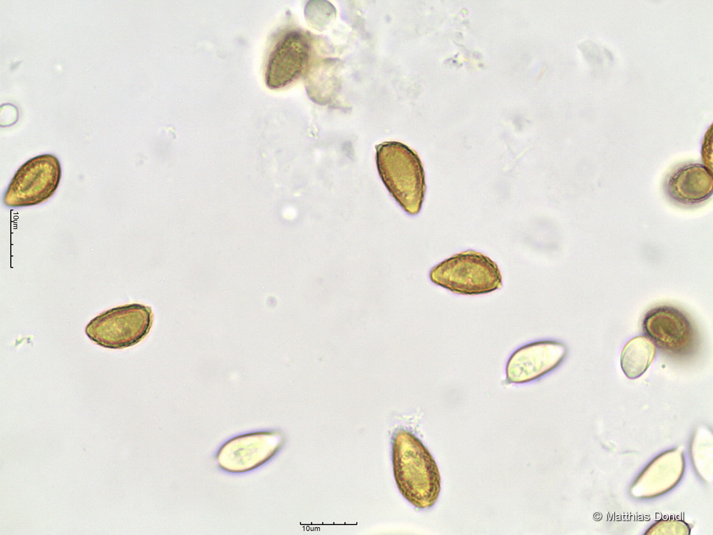 Hebeloma aestivale Vesterh.