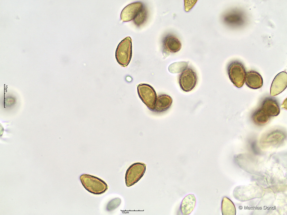 Hebeloma aestivale Vesterh.