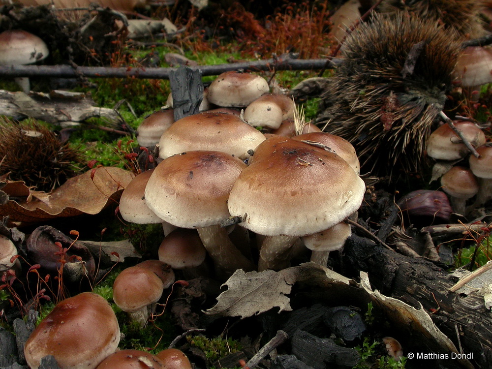 Hebeloma anthracophilum Maire