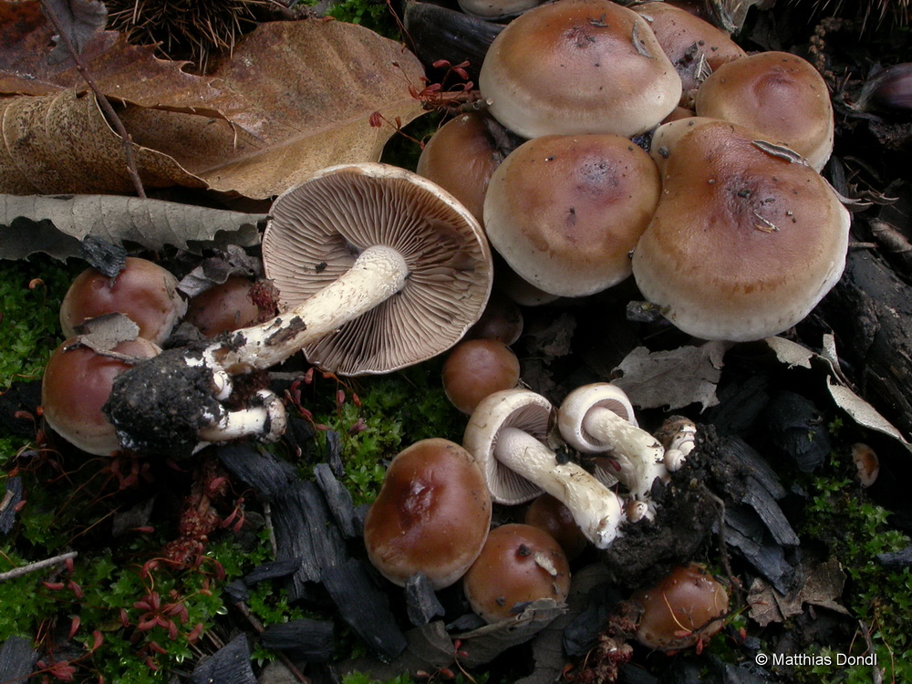 Hebeloma anthracophilum Maire