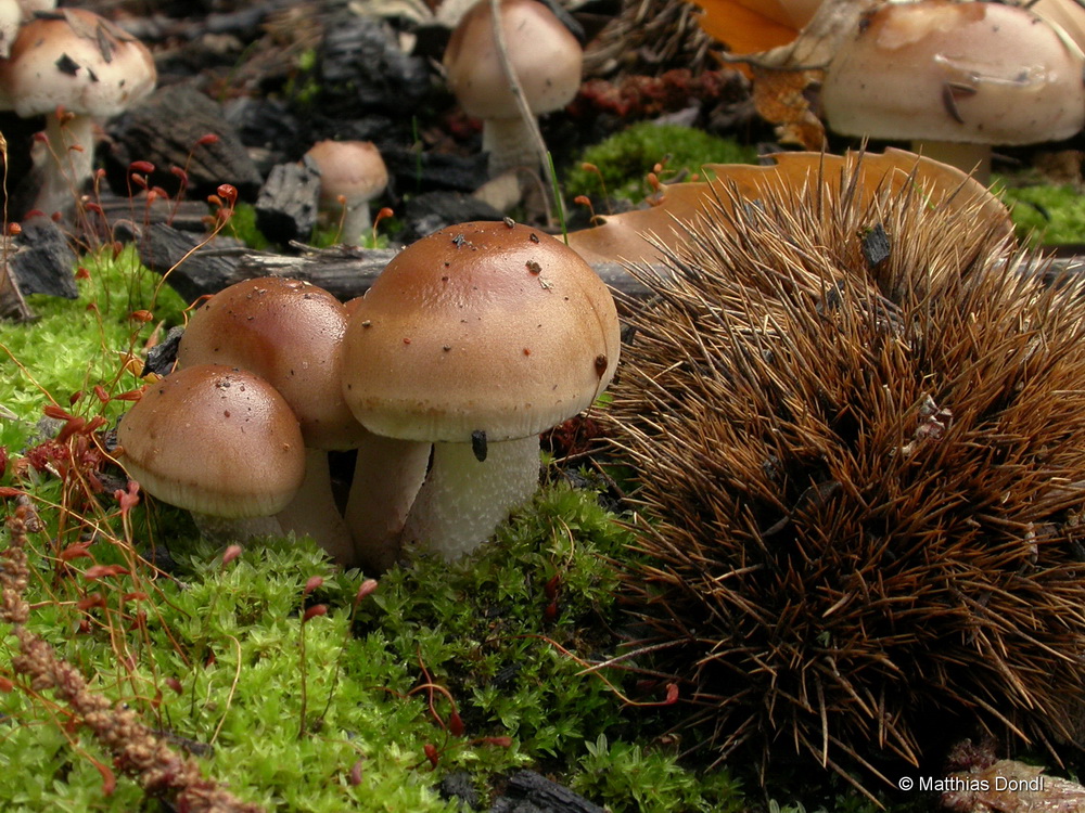 Hebeloma anthracophilum Maire