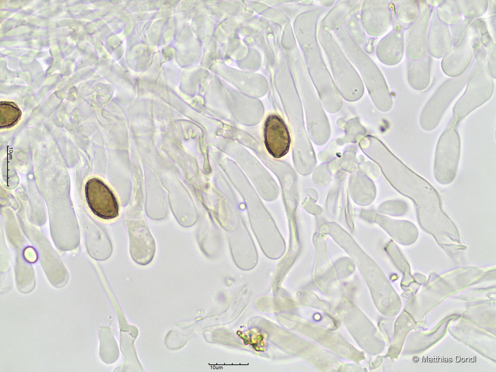 Hebeloma anthracophilum Maire