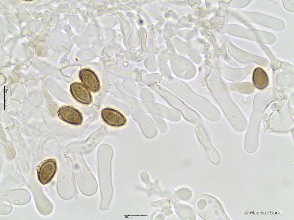 Hebeloma anthracophilum Maire