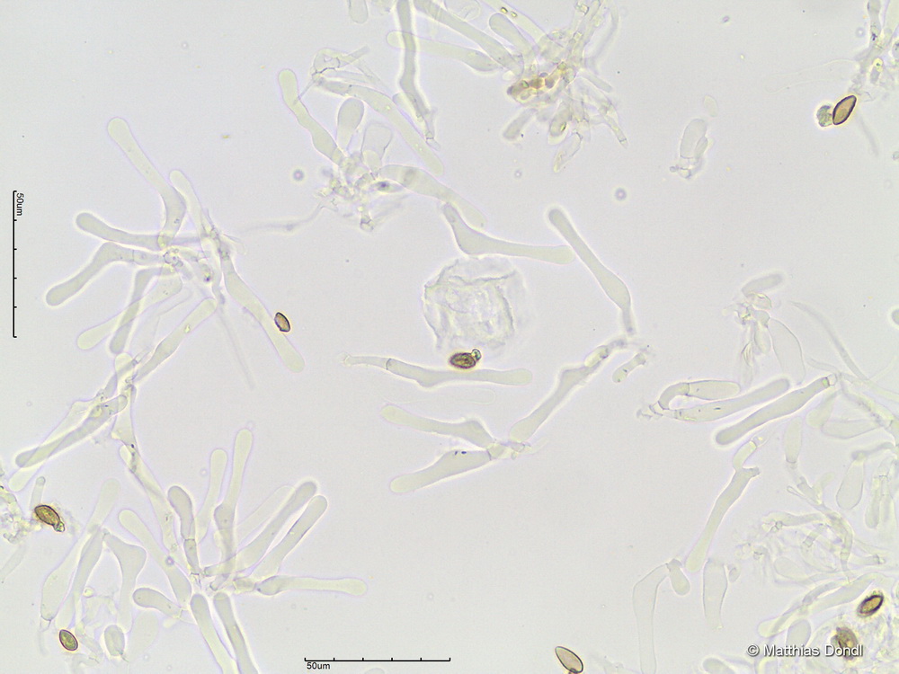 Hebeloma ingratum Bruchet 
