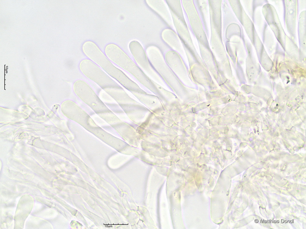 Hebeloma ingratum Bruchet 