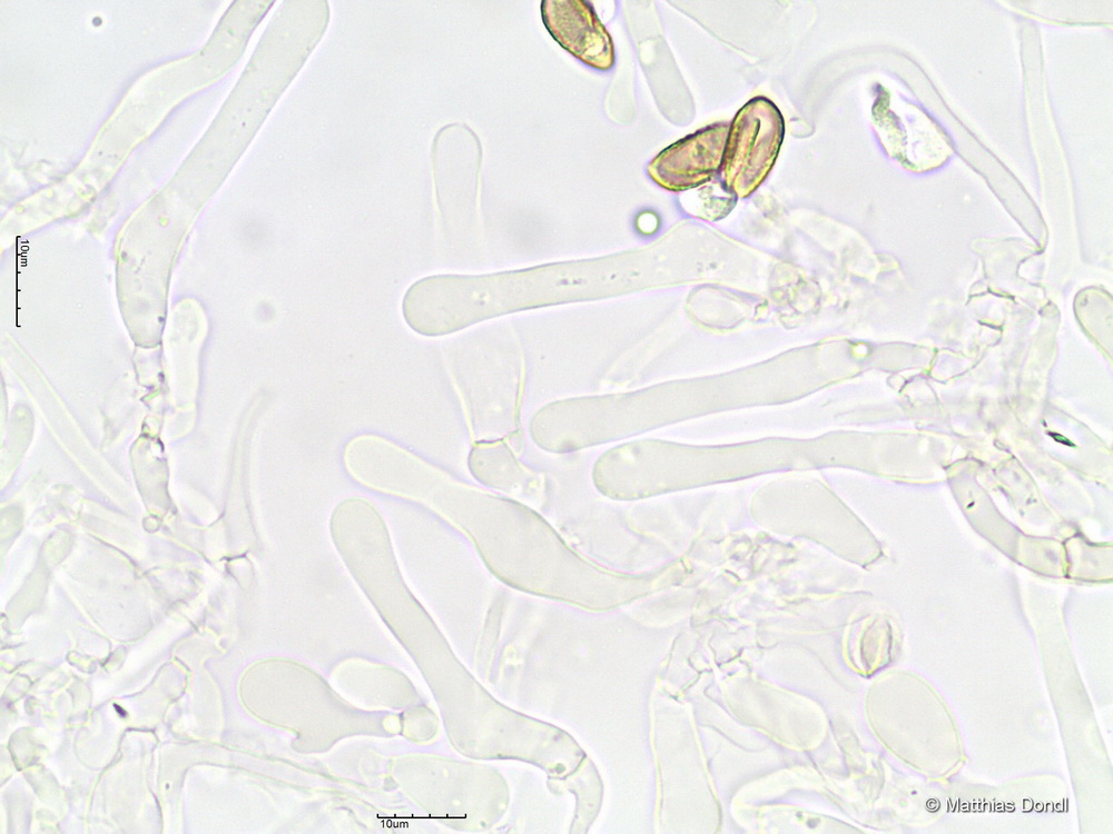 Hebeloma ingratum Bruchet 