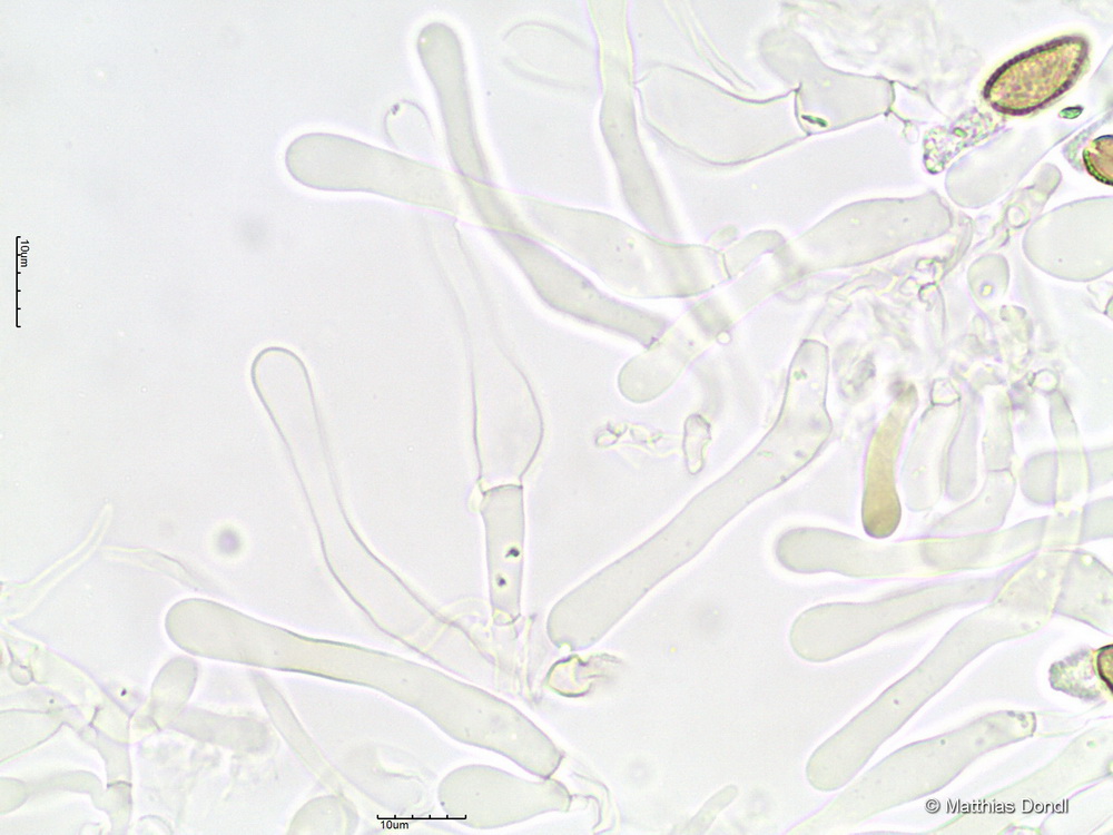 Hebeloma ingratum Bruchet 