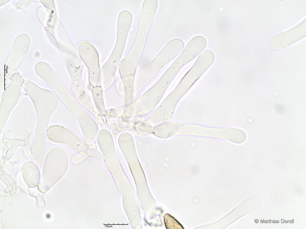 Hebeloma ingratum Bruchet 
