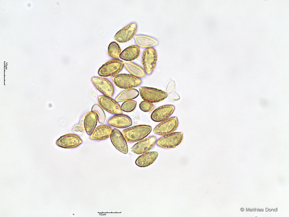 Hebeloma ingratum Bruchet 
