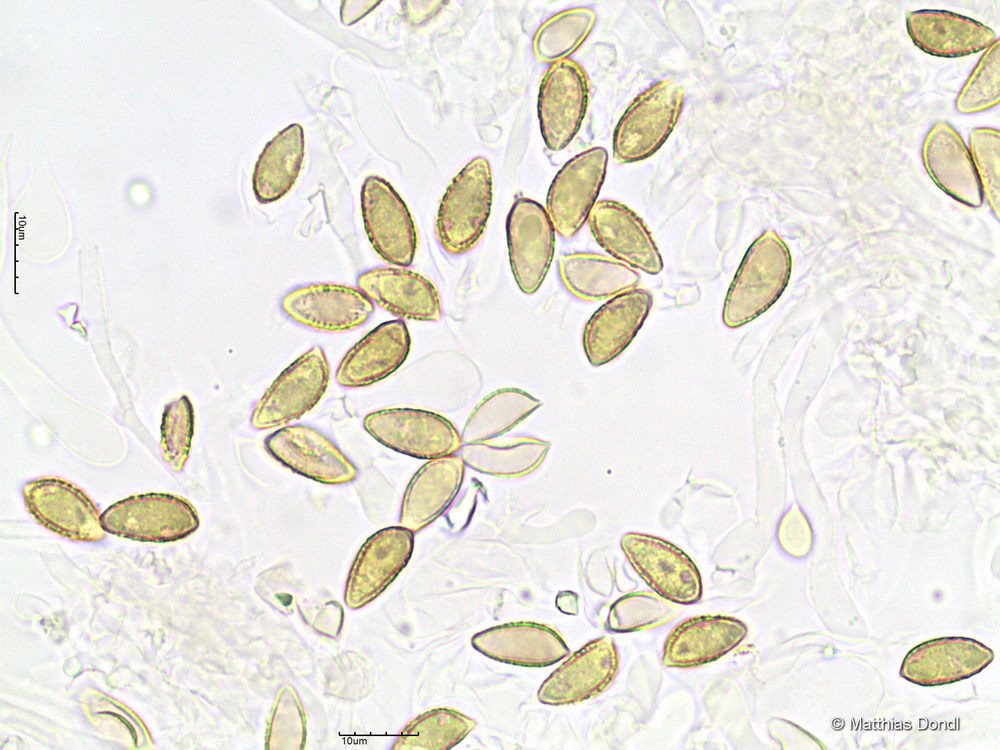 Hebeloma ingratum Bruchet 