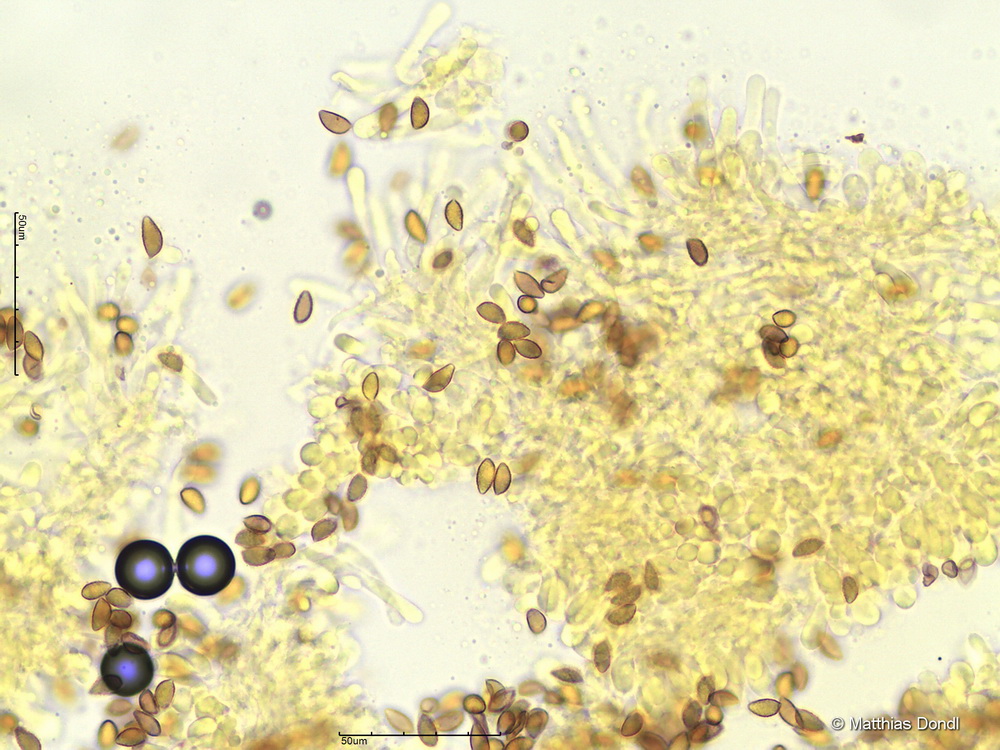 Hebeloma ingratum Bruchet 