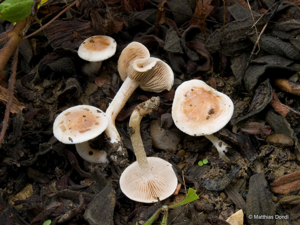 Hebeloma cavipes Huijsman