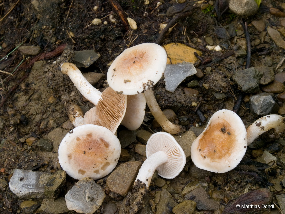 Hebeloma cavipes Huijsman