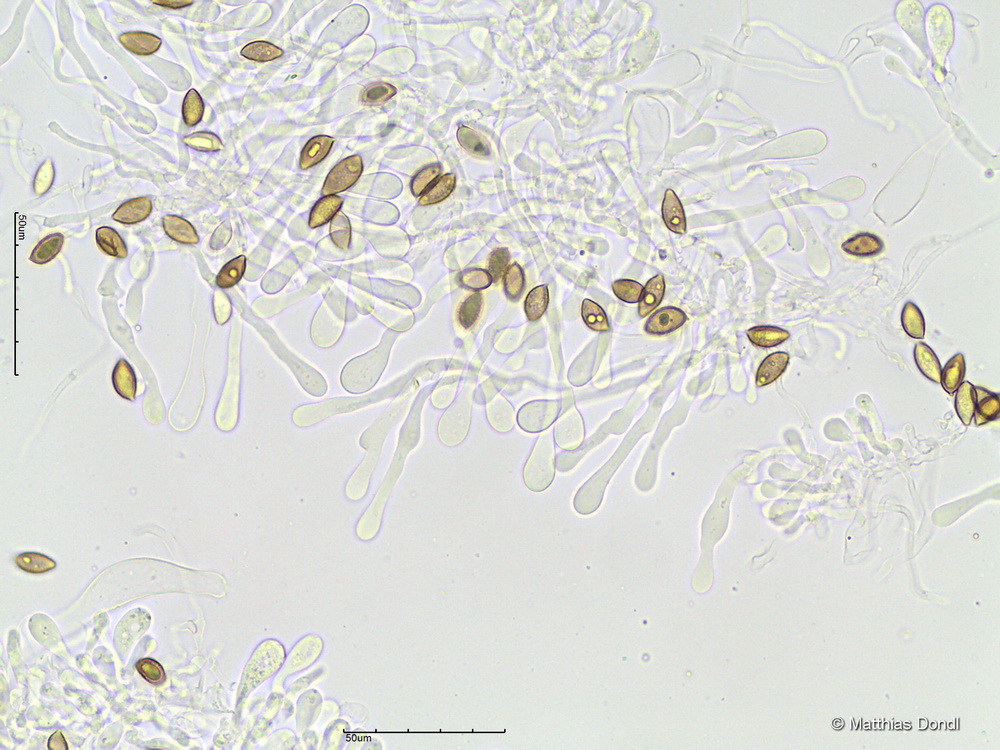 Hebeloma cavipes Huijsman