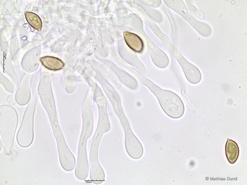Hebeloma cavipes Huijsman