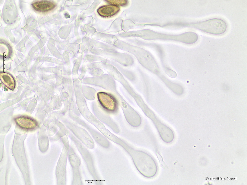 Hebeloma cavipes Huijsman