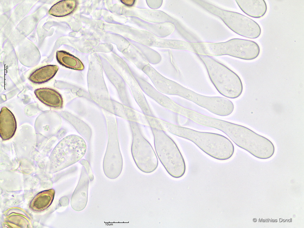 Hebeloma cavipes Huijsman